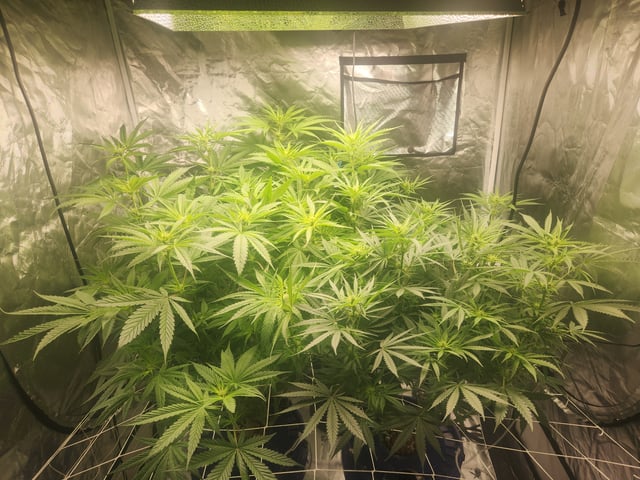 Sour Diesel — flower, day 1