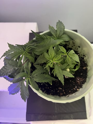 Banjo Clones — vegetative, day 65