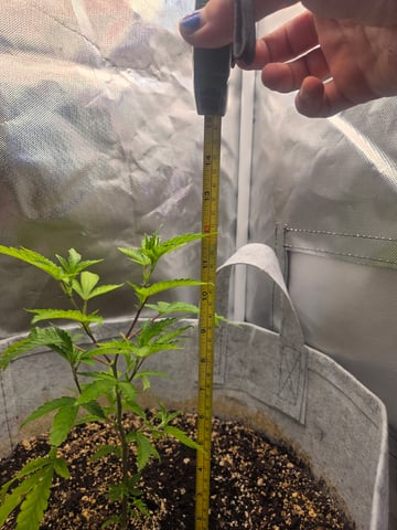 Looking for advice! — vegetative, day 16