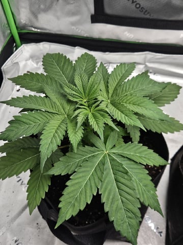 Bruce Banner #4  — vegetative, day 40