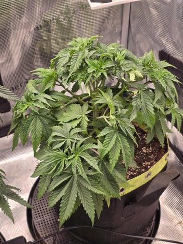  1 Blue Zushi x Venom & 1 Jack Here x Strawberry Cookies OG — flower, day 40