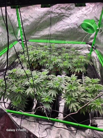 Mandarin Cookies V2 & Grape Diamonds — vegetative, day 1