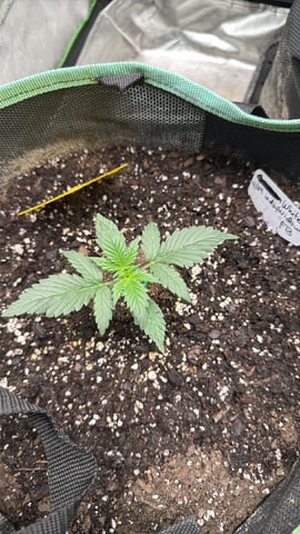 Indoor & Outdoor Grow 6 — vegetative, day 16