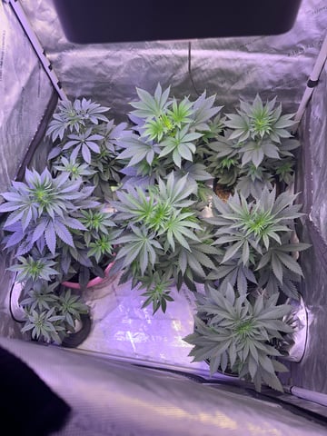 GrowRoom — flower, day 1