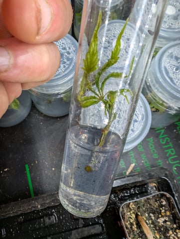 Plant in a test tube — seedling_rooting, day 197