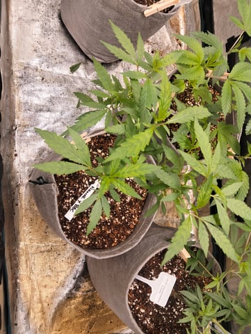 Nana's x BBC  — vegetative, day 29