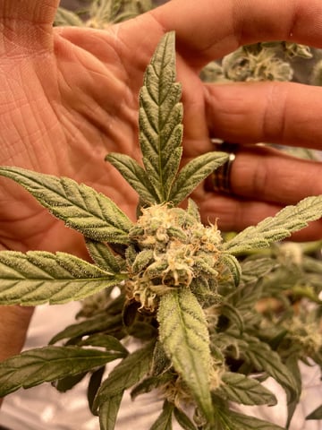 Autos and sour diesel! — flower, day 126