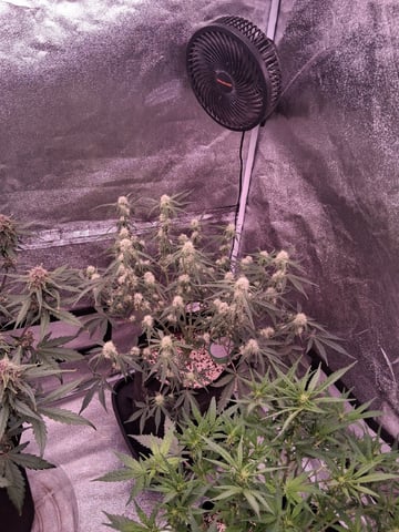 TEAM FULL AUTOS — flower, day 51