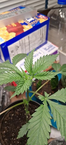 blueberry funk — vegetative, day 21