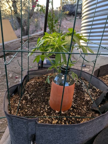 October Start — vegetative, day 53