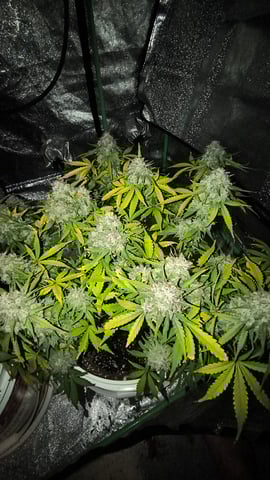 skittlez Autoflower  — flower, day 12