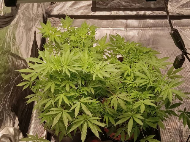 critical purple kush x peyote wifi  in the auto pot system tray 2 grow with added microhazian to the coco coir  — vegetative, day 55