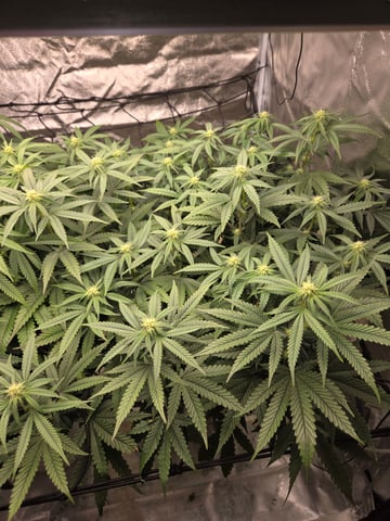 Lhotse 1 and 2 — flower, day 17