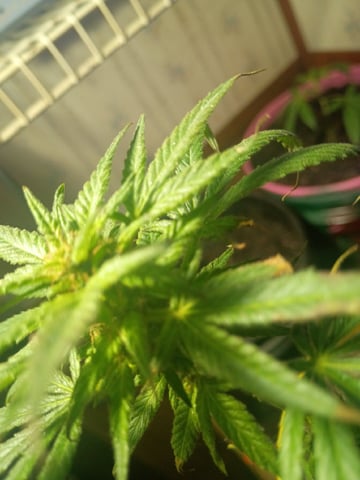 My First Grow — vegetative, day 79