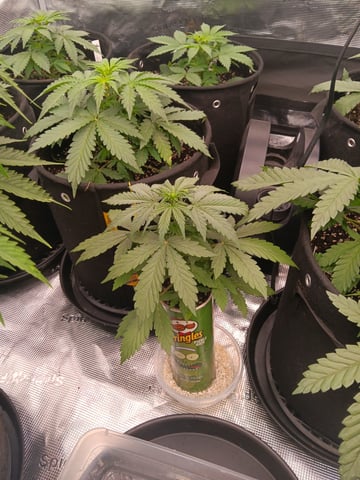 Pickle Rick — vegetative, day 12