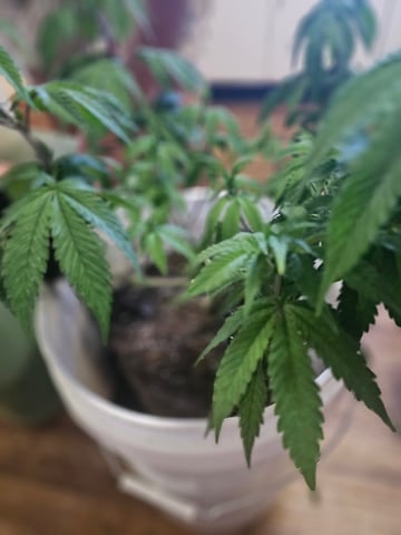 gary poppins — flower, day 56