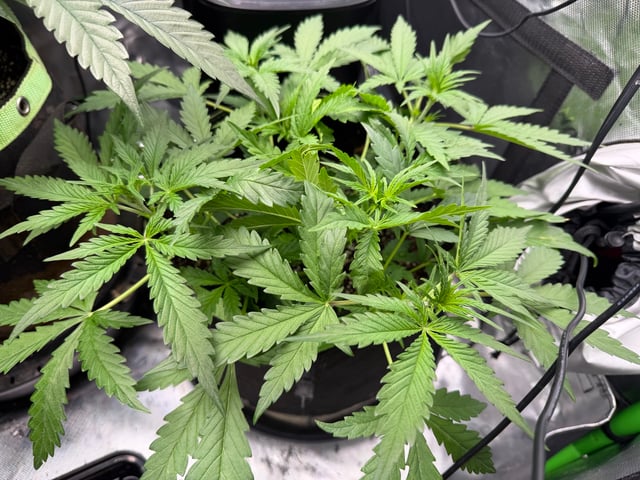 Blizzy Dropz By Z-Autoflower Genetics 