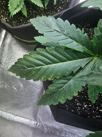2nd Autoflower Indoor Grow — vegetative, day 24