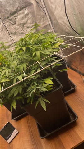 ❄️💚❄️WinterGrow❄️💚❄️ — flower, day 75