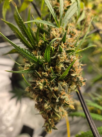 Big Momma Blue Dream  — flower, day 70