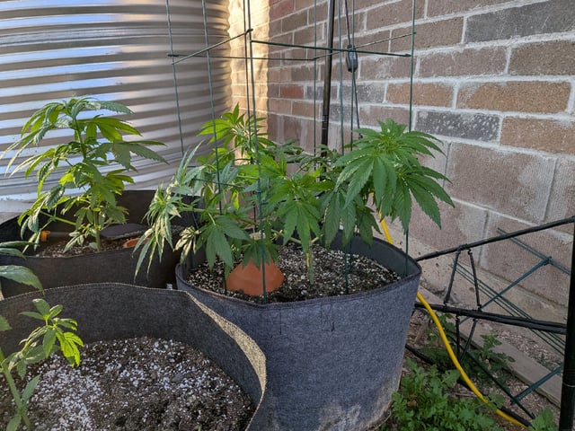 October Start — flower, day 71