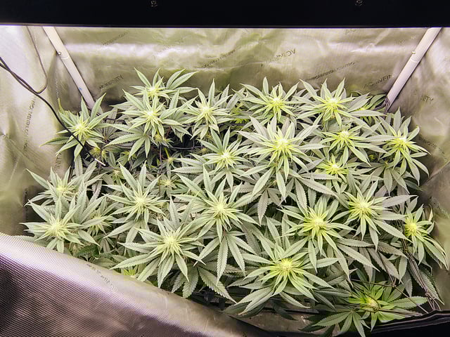 2nd grow  — flower, day 156