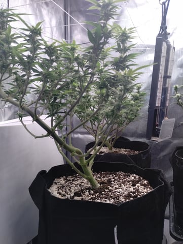 Second Grow — flower, day 13