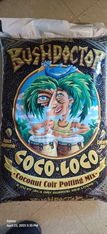 First Grow — germination, day 3