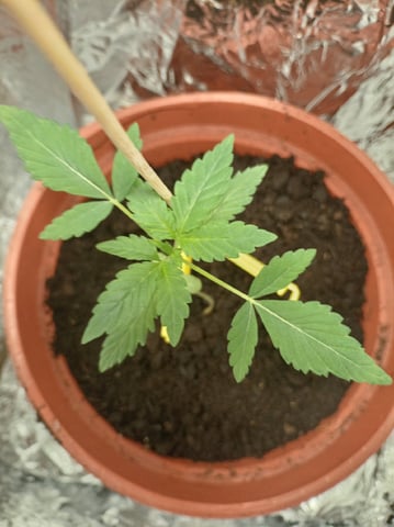 Cheap DIY grow — vegetative, day 2