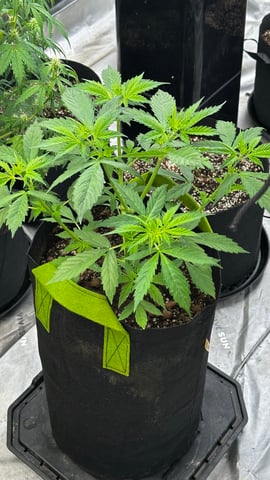 Gorilla Cookies Auto (42 FastBuds) — vegetative, day 33