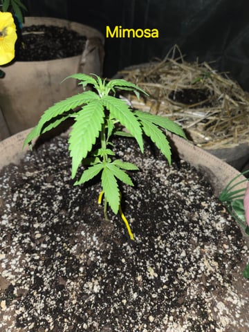 Outdoor Auto's (3rd Set) — vegetative, day 16