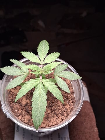 My First Grow — vegetative, day 41