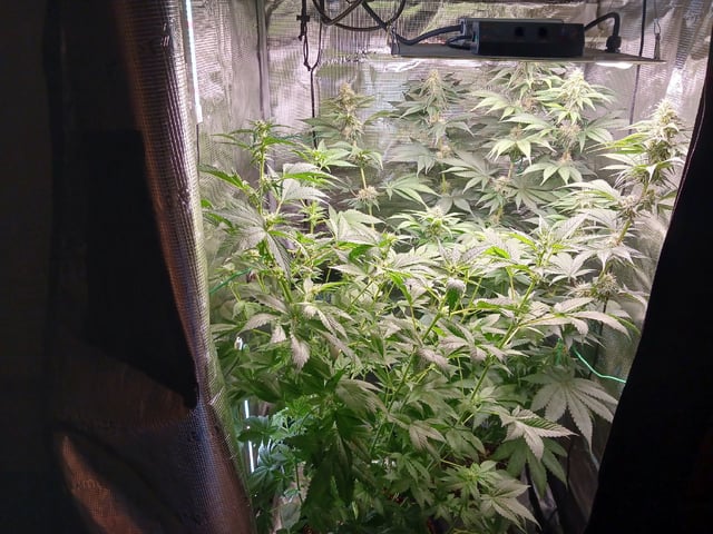Gorilla Sherbert Feminized From Blimburn Seeds  — flower, day 67
