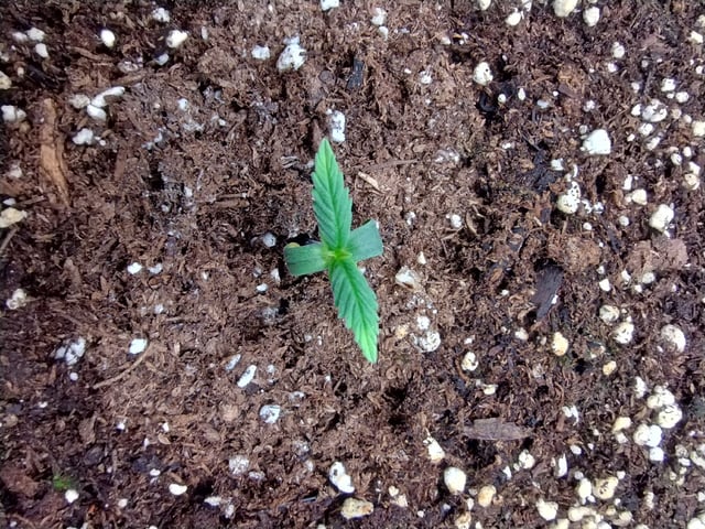 Round 2🥊 — seedling_rooting, day 15