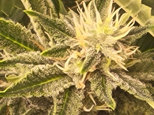 clones — flower, day 72