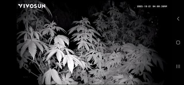 new bee's  — vegetative, day 65