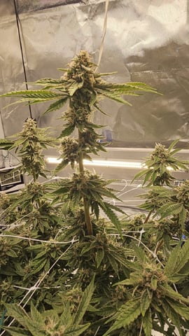 Jelousy Fast(Photo) & Ultra Voilet (Auto) — flower, day 62