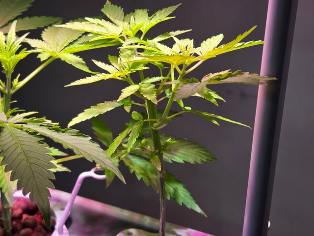 1st Grow — vegetative, day 27