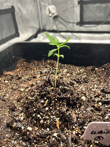 My First Grow — vegetative, day 18