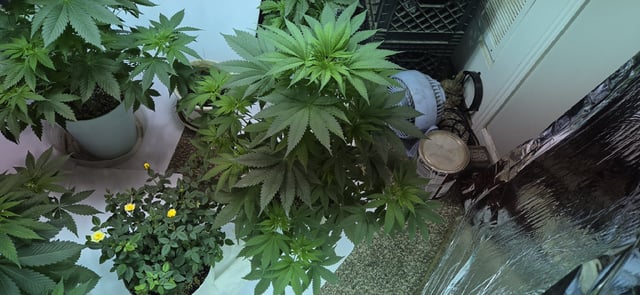 First GROE — vegetative, day 19