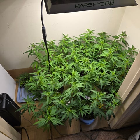 Blue Dream Clones — vegetative, day 24