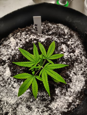 Hindu Kush — vegetative, day 26