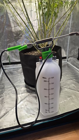 Big Momma Blue Dream  — flower, day 45