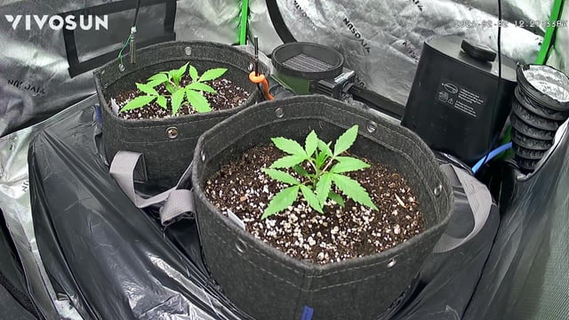 Ztrawberriez (Auto) 2026 - 1 — vegetative, day 20