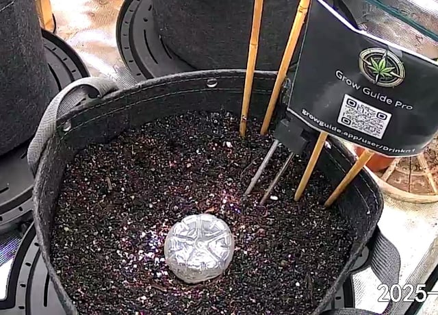 Boogie Brew + Bloom — germination, day 33