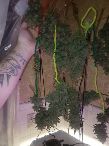 Gorilla and PurplePunch      Gorilla Glue4   (autos)4 — harvest, day 1