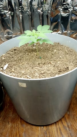 Jack hearer/Jack the ripper? — seedling_rooting, day 21