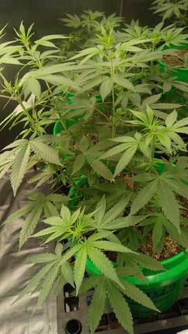 Third Grow — flower, day 60