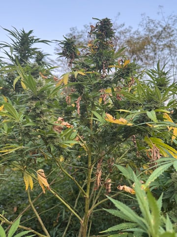 First grow — flower, day 61