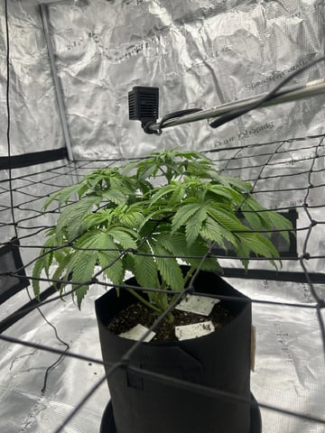 2025-26 harvest INDOOR — flower, day 93